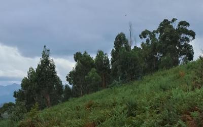 Terreno florestal alto